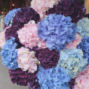 Hortensias couleurs diverses au choix