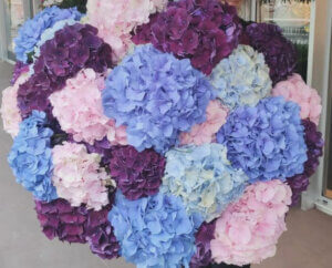 Hortensias couleurs diverses au choix